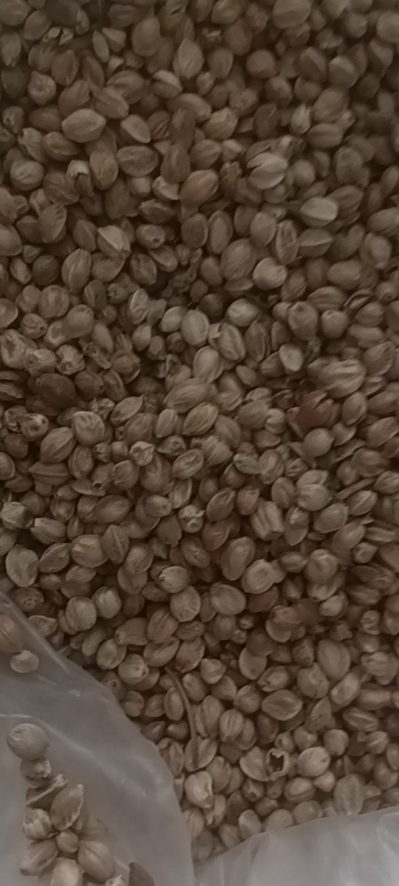 自家种的大颗粒麻子