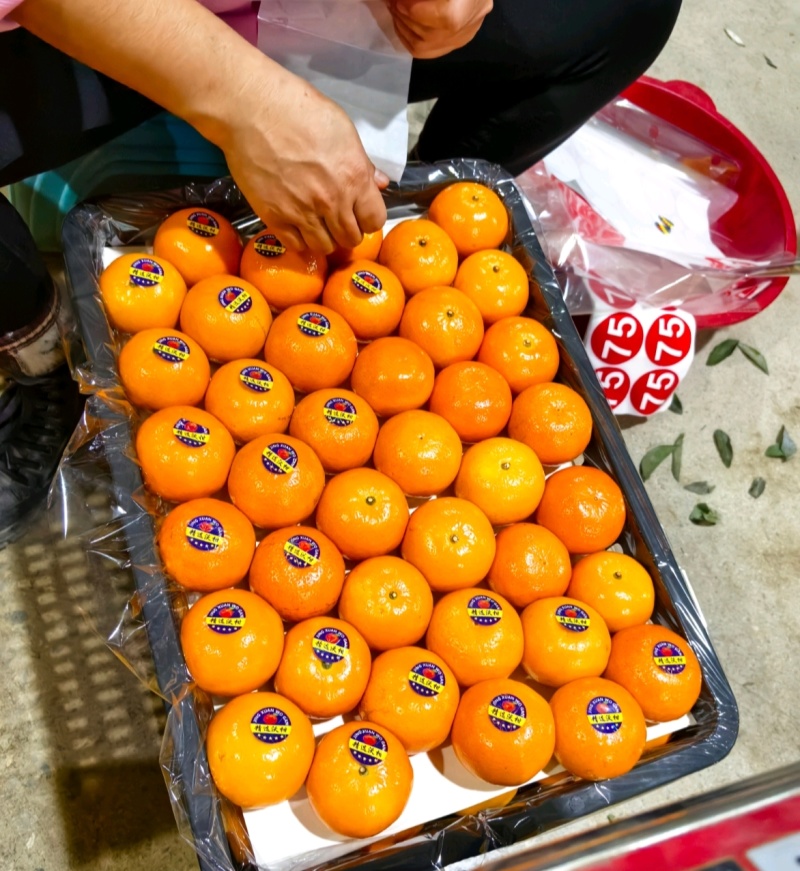 【热卖】广西沃柑货源充足产地直供实力代发全国商超
