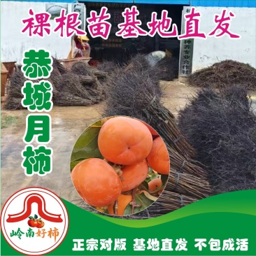 恭城月柿裸根苗大火晶红灯笼柿子树苗正宗对接
