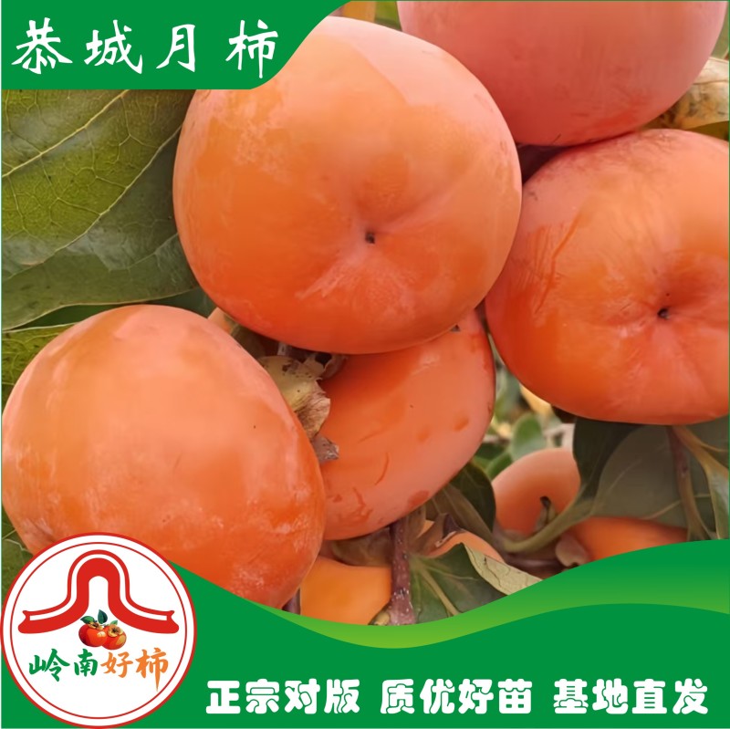 恭城月柿裸根苗大火晶红灯笼柿子树苗正宗对接
