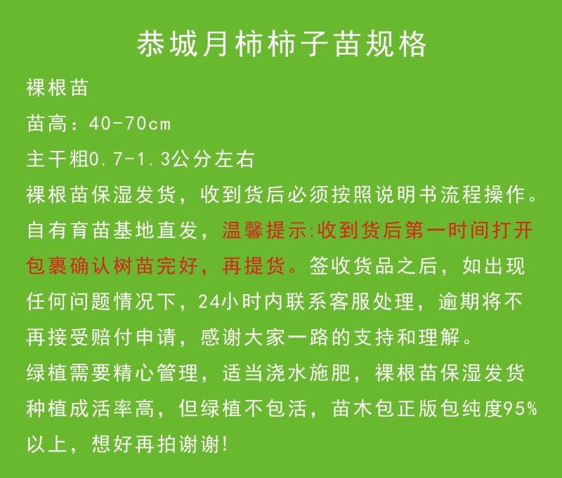恭城月柿裸根苗大火晶红灯笼柿子树苗正宗对接
