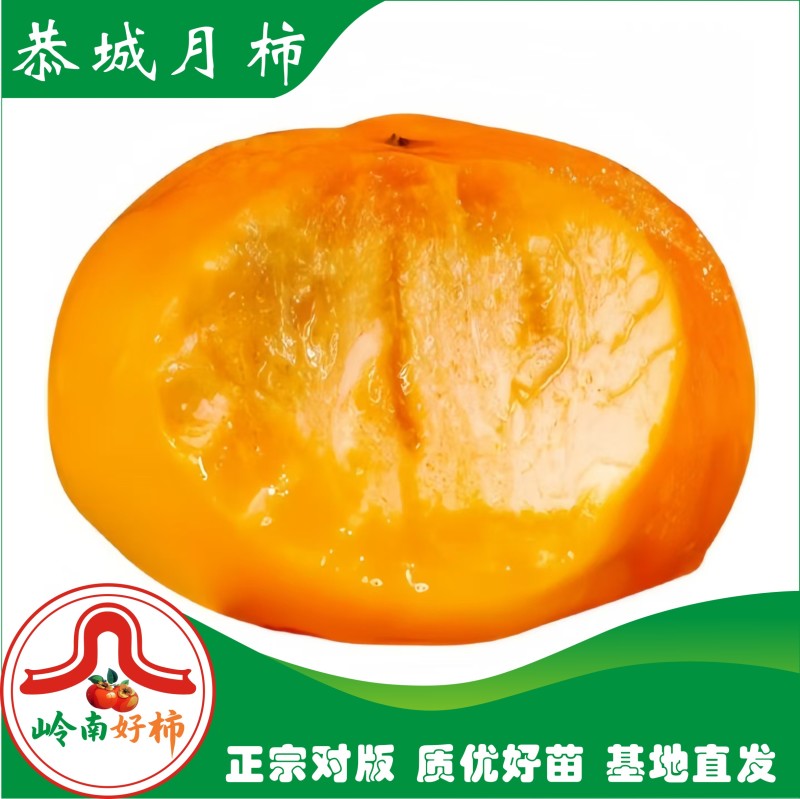 恭城月柿裸根苗大火晶红灯笼柿子树苗正宗对接