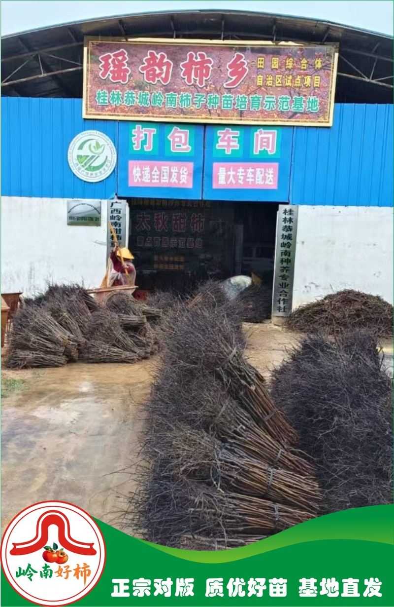 恭城月柿裸根苗大火晶红灯笼柿子树苗正宗对接