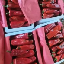 红泡辣椒