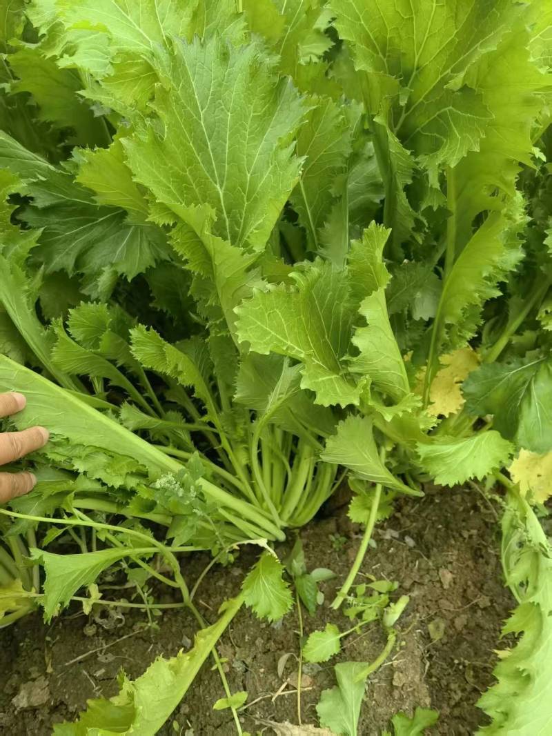 （热卖）湖北雪里红新鲜上市价格美丽质量好欢迎采购
