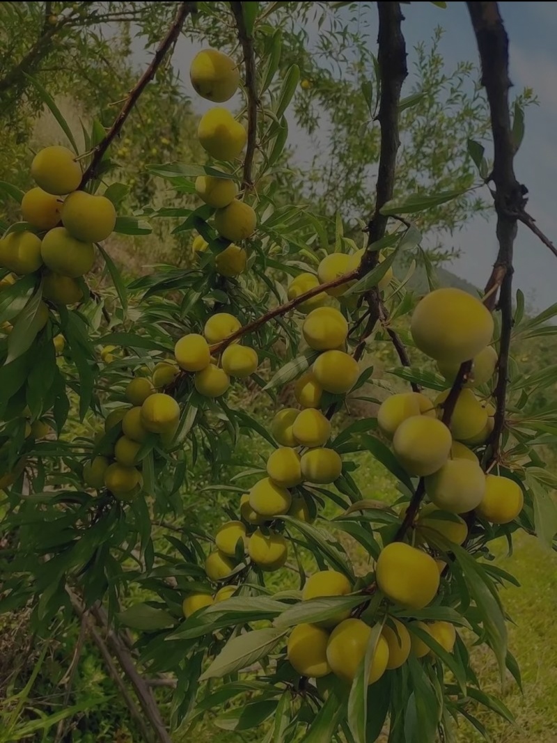 嫁接李子苗青脆李，蜂糖李，五月脆脆红李货源充足进店咨询