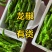 彩椒山东寿光产地直发，