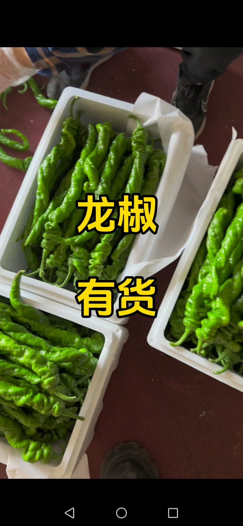 彩椒山东寿光产地直发，