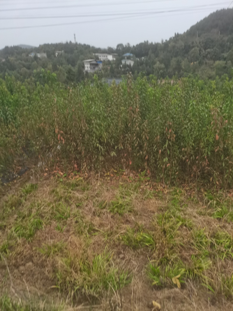 嫁接李子苗青脆李，蜂糖李，五月脆脆红李货源充足进店咨询