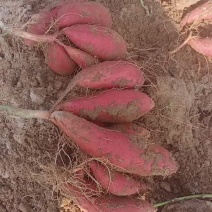 西瓜红，蜜薯，