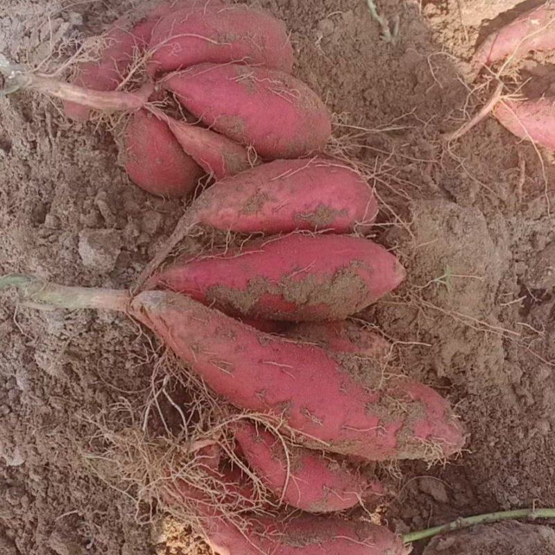 西瓜红，蜜薯，
