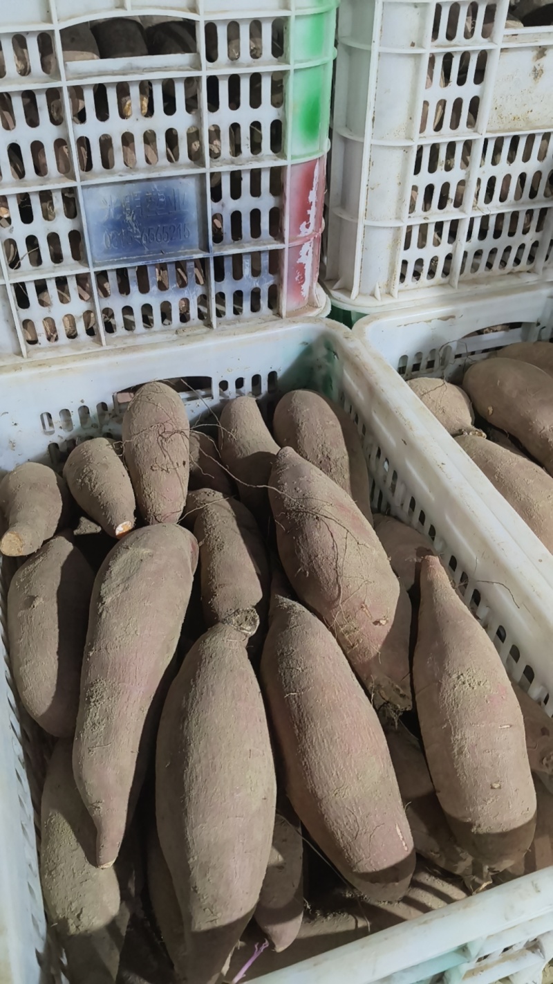 西瓜红，蜜薯，