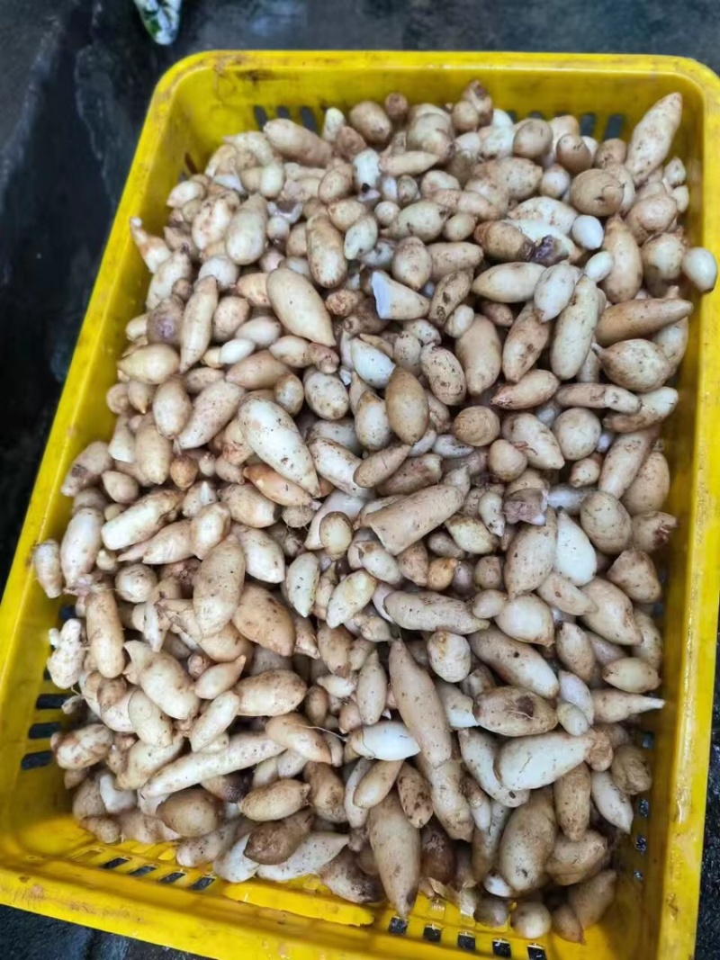 莪术一手货源大量有货产地直发价格美丽欢迎咨询