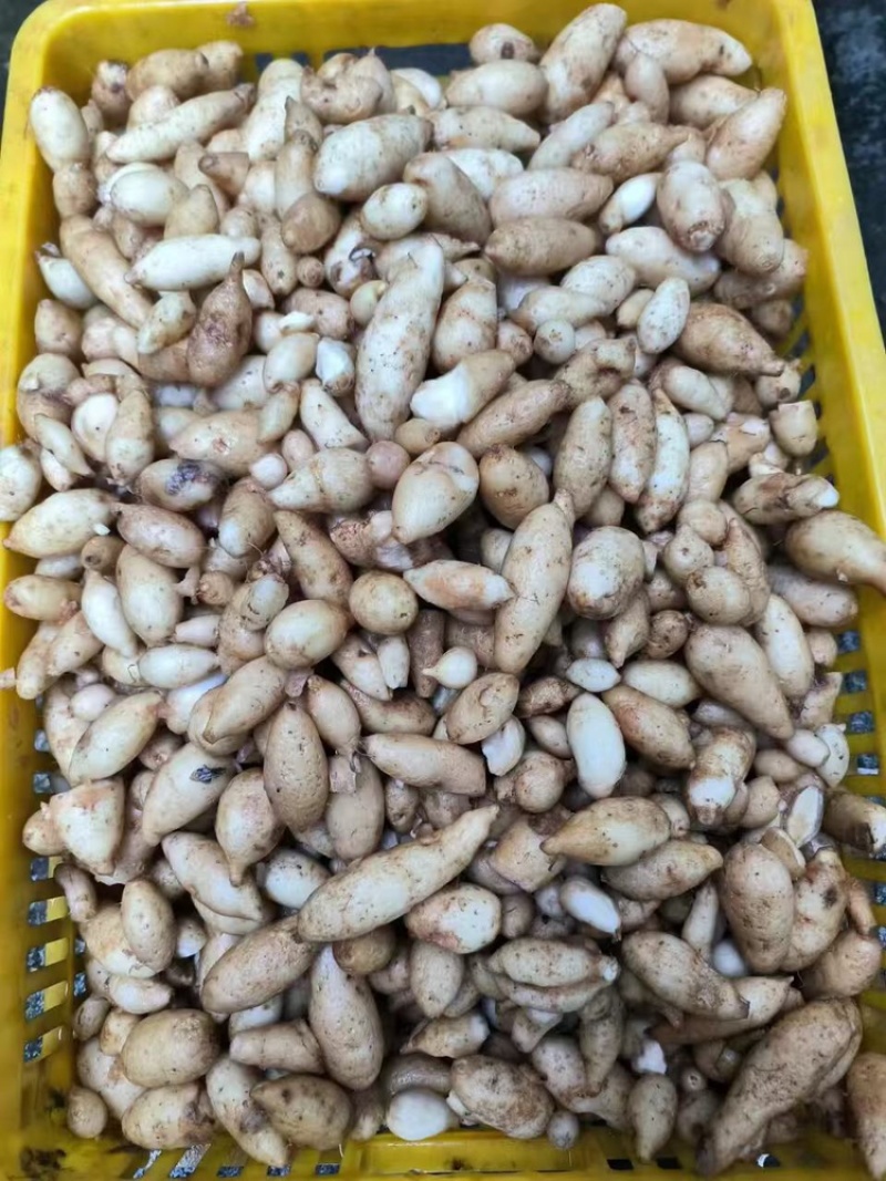 莪术一手货源大量有货产地直发价格美丽欢迎咨询