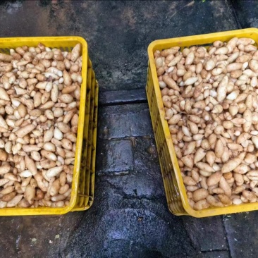 莪术一手货源大量有货产地直发价格美丽欢迎咨询