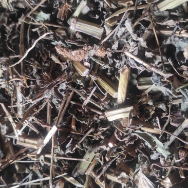 鬼针草质量保证诚信经营质量保证欢迎咨询