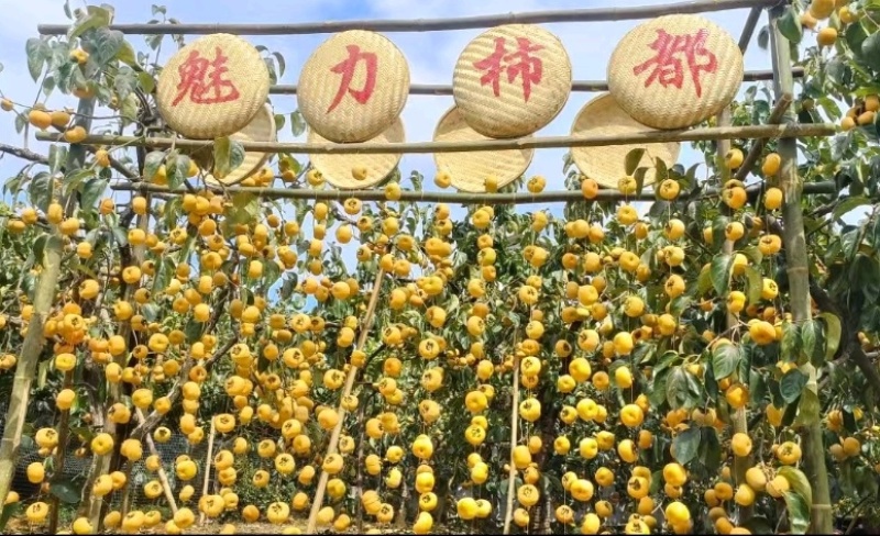 恭城月柿裸根苗大火晶红灯笼柿子树苗正宗对接