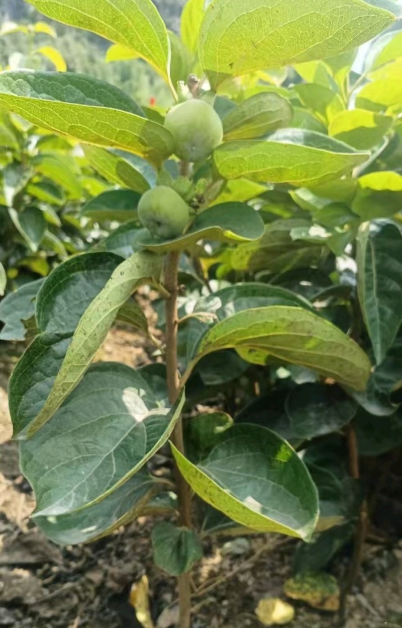 恭城月柿裸根苗大火晶红灯笼柿子树苗正宗对接