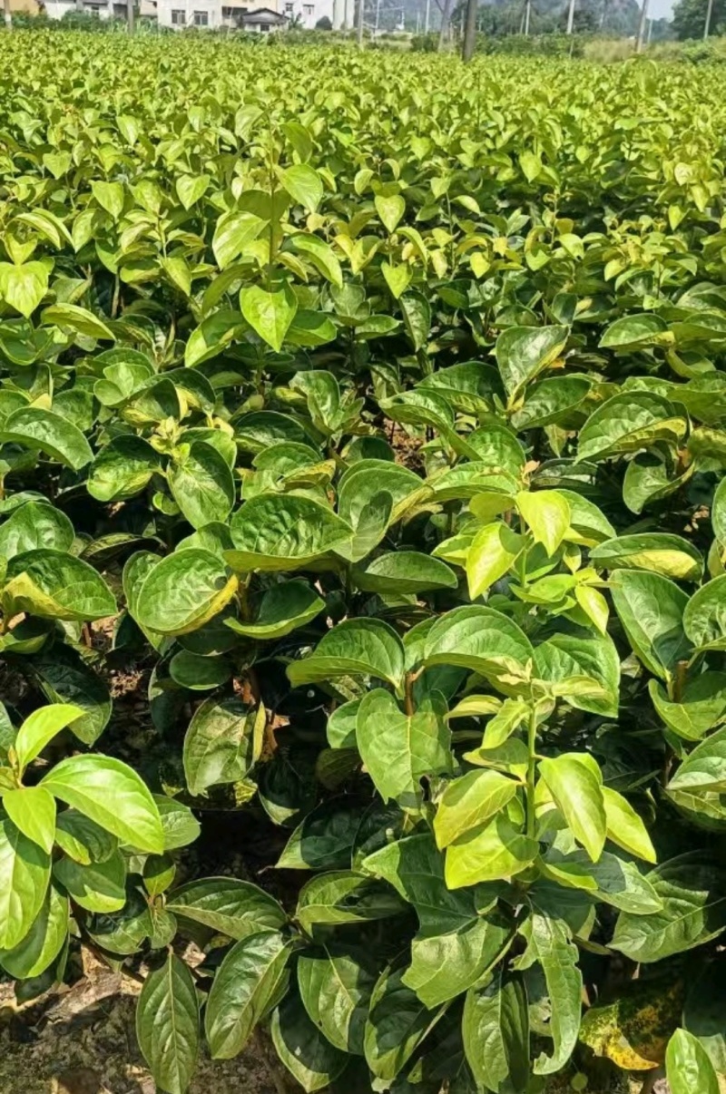 恭城月柿裸根苗大火晶红灯笼柿子树苗正宗对接