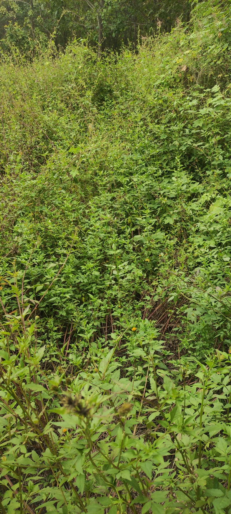 鬼针草质量保证诚信经营质量保证欢迎咨询