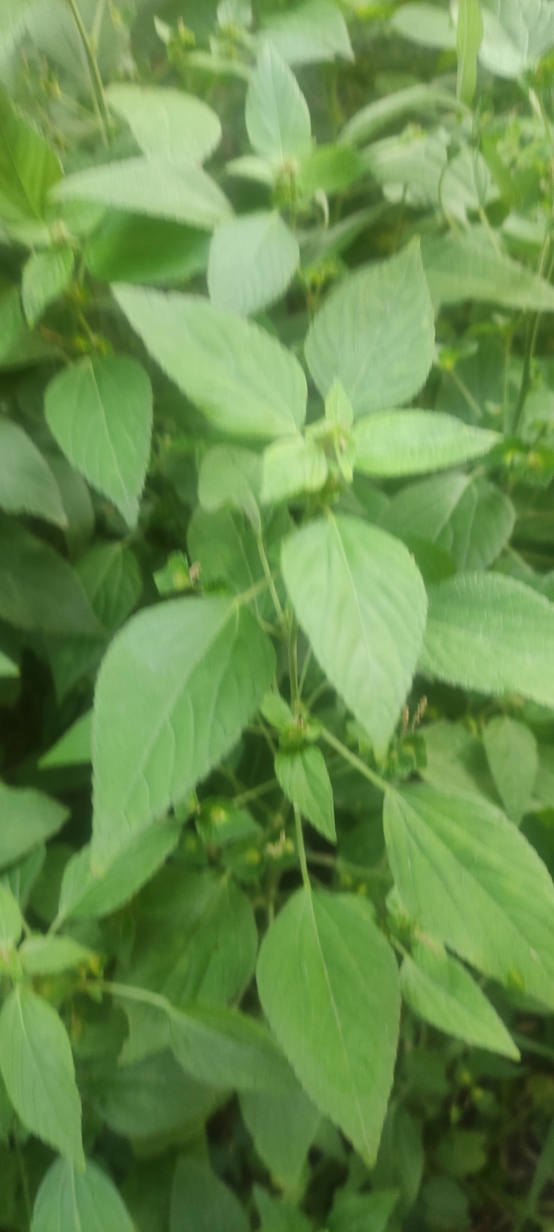铁苋菜