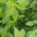 铁苋菜