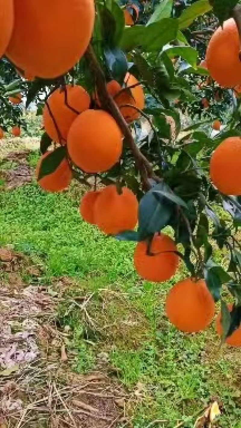 精品秭归长虹，产地鲜直发，诚信铸品质。