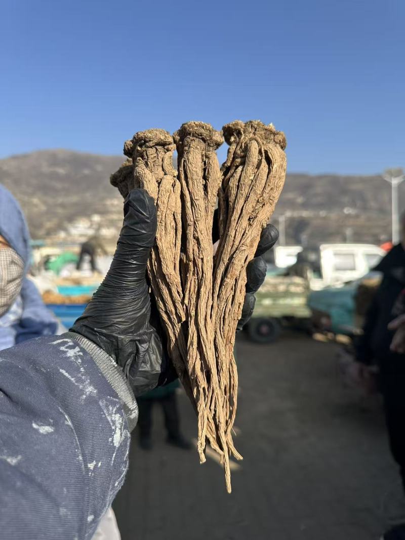 甘肃当归，无硫熏染，原产地直发，保质保量。