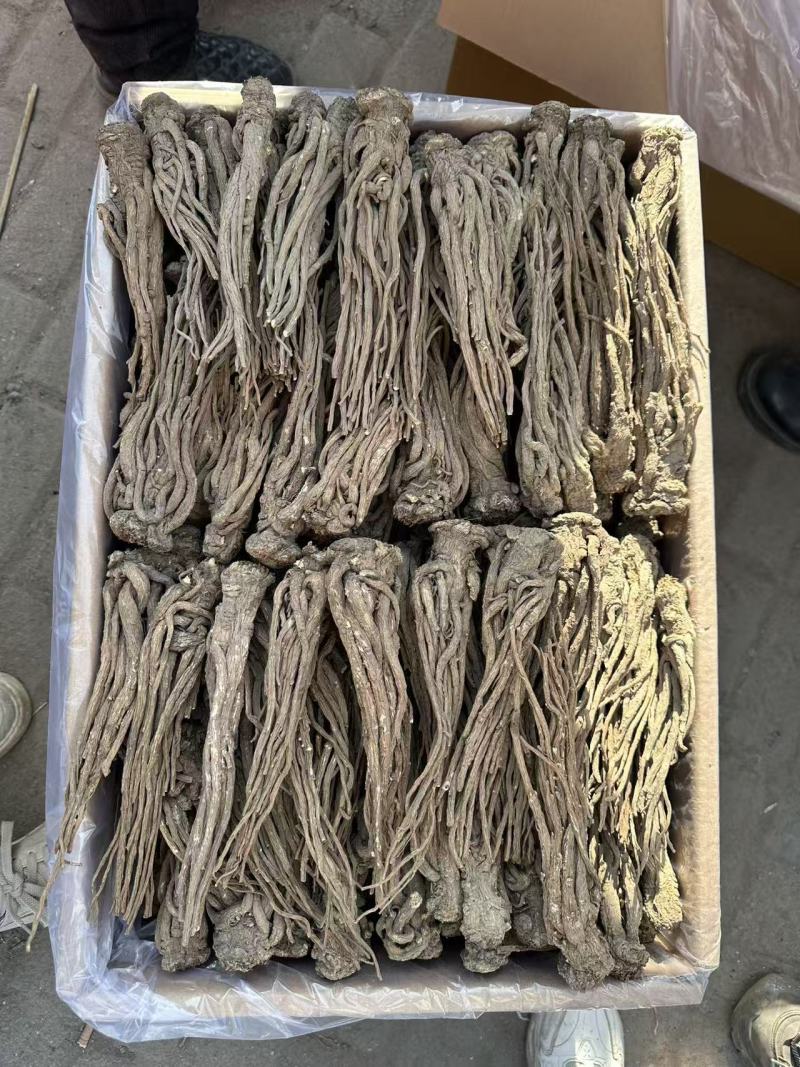 甘肃当归，无硫熏染，原产地直发，保质保量。