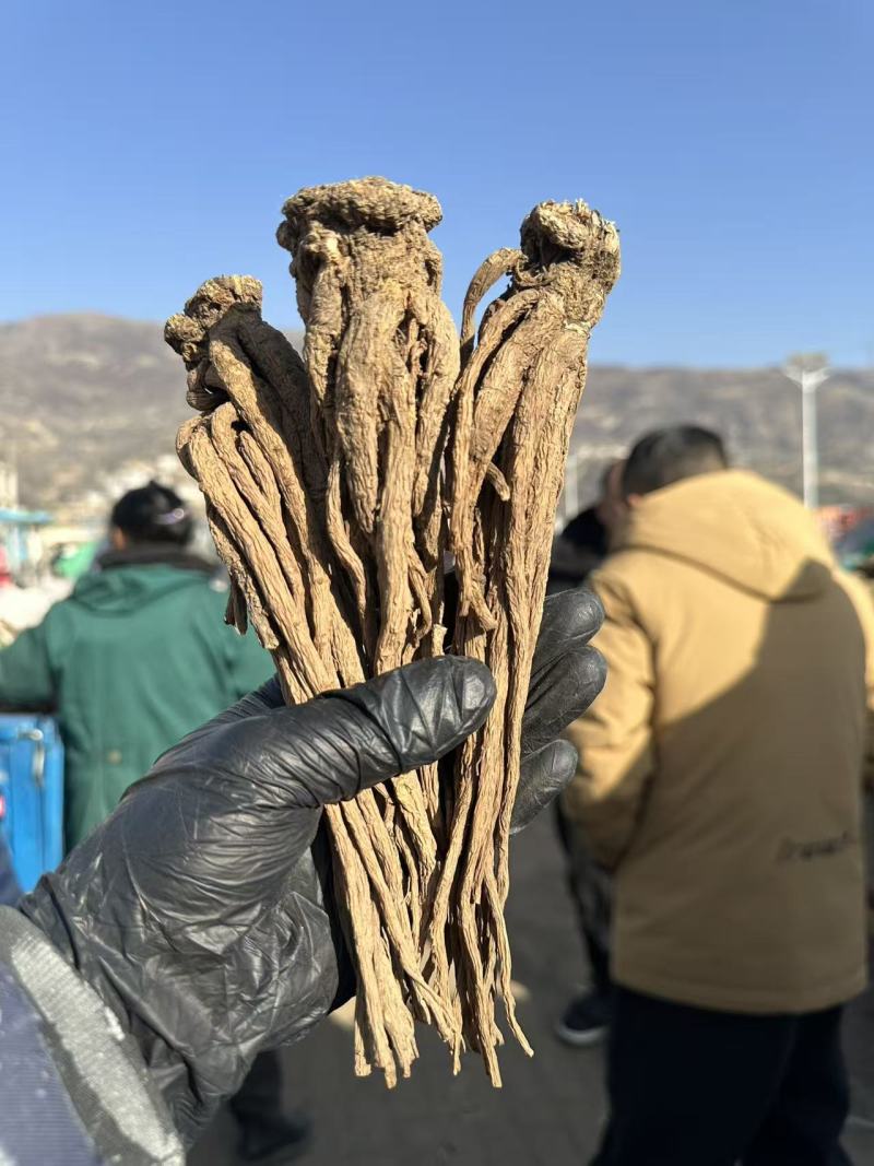 甘肃当归，无硫熏染，原产地直发，保质保量。