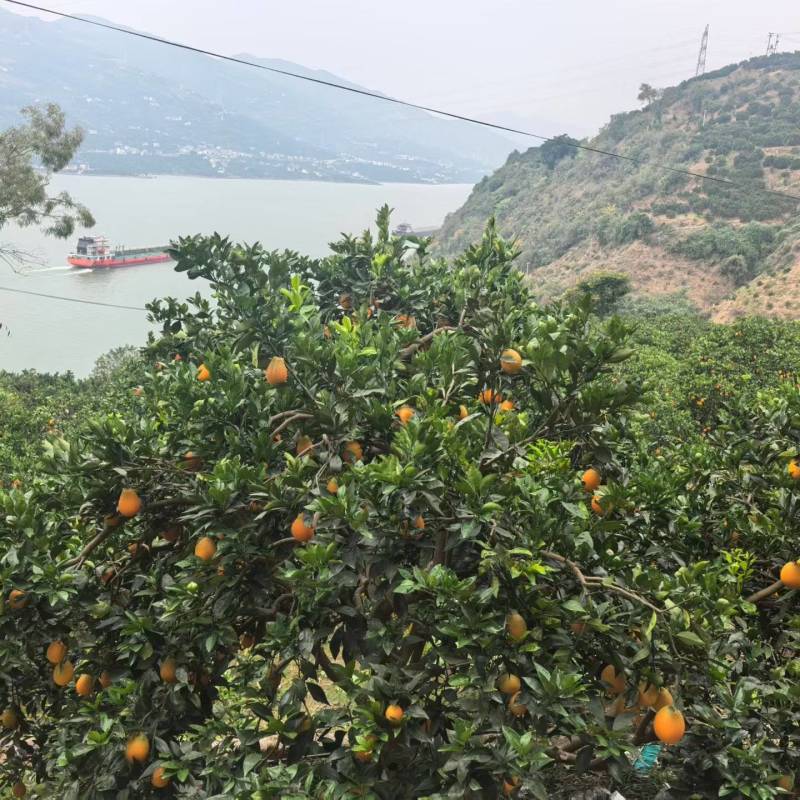 纽荷尔脐橙正在采摘。还有没得下单的。快点哦。马上发走