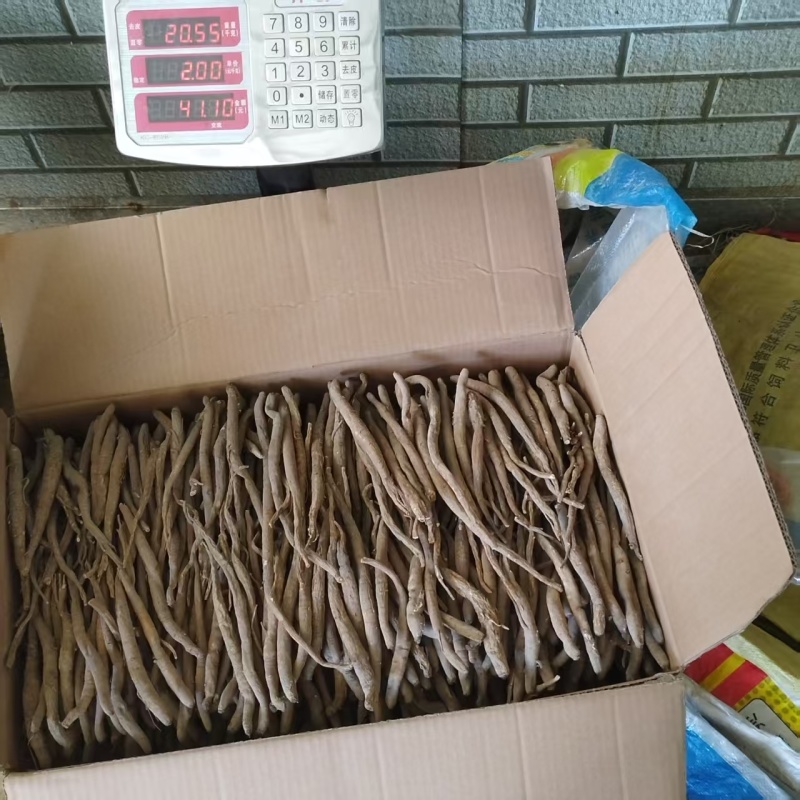 当归一手货源正宗自产自销长期供货品质有保证