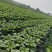 本地三青莴笋大量上市，欢迎订购
