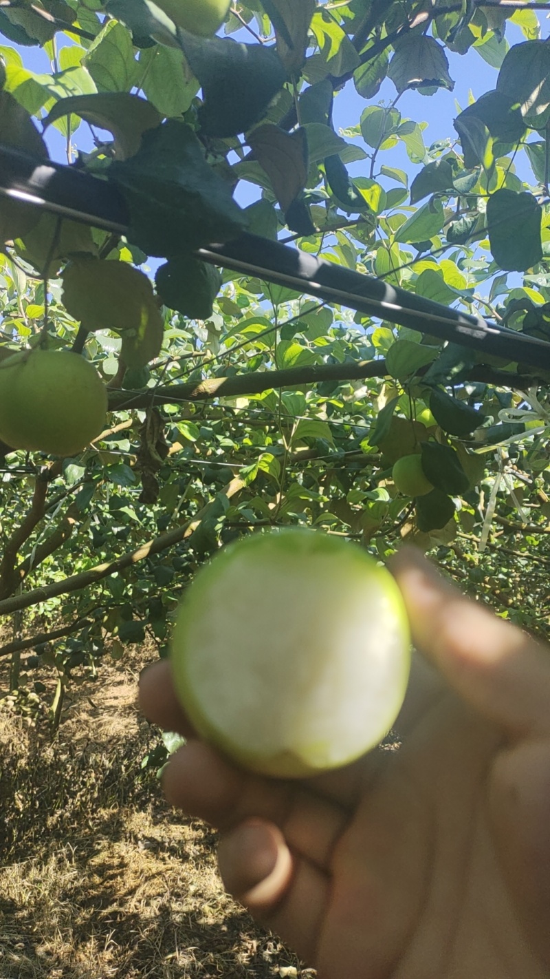 苹果枣