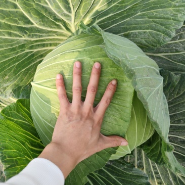 本地包菜大量上市