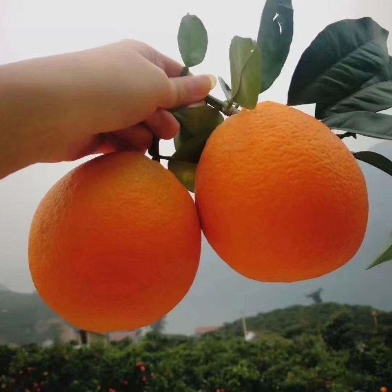 秭归长虹脐橙，皮薄多汁，产地一手鲜货源。