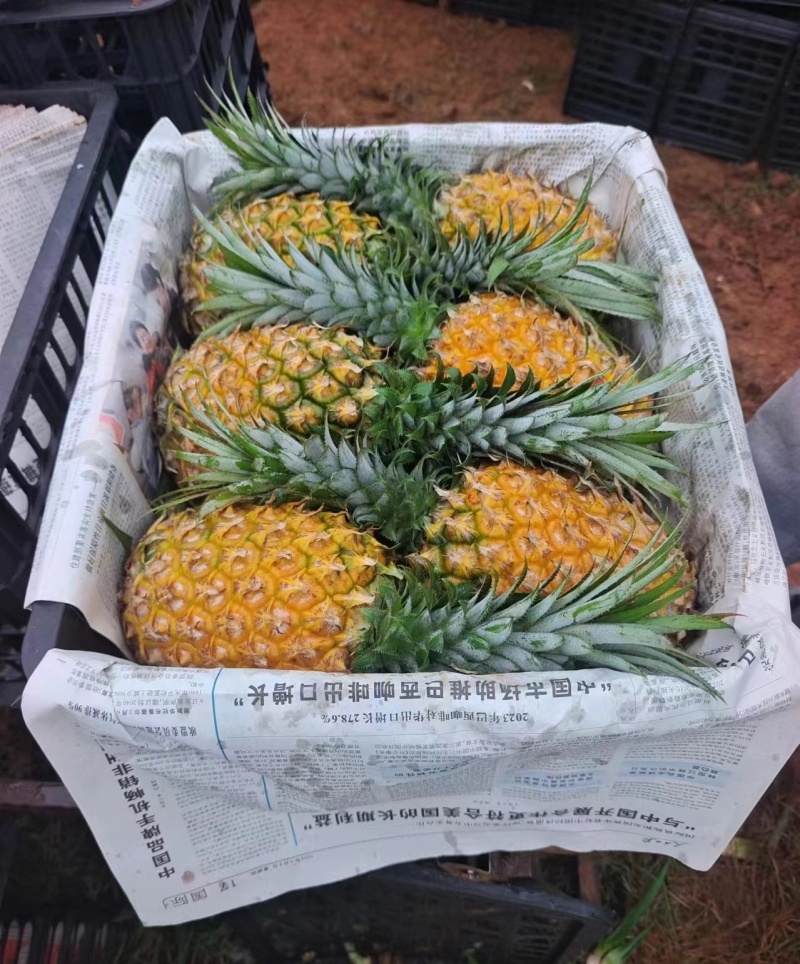 海南菠萝/菠萝/香水菠萝/菠萝批发/菠萝价格/新鲜菠萝