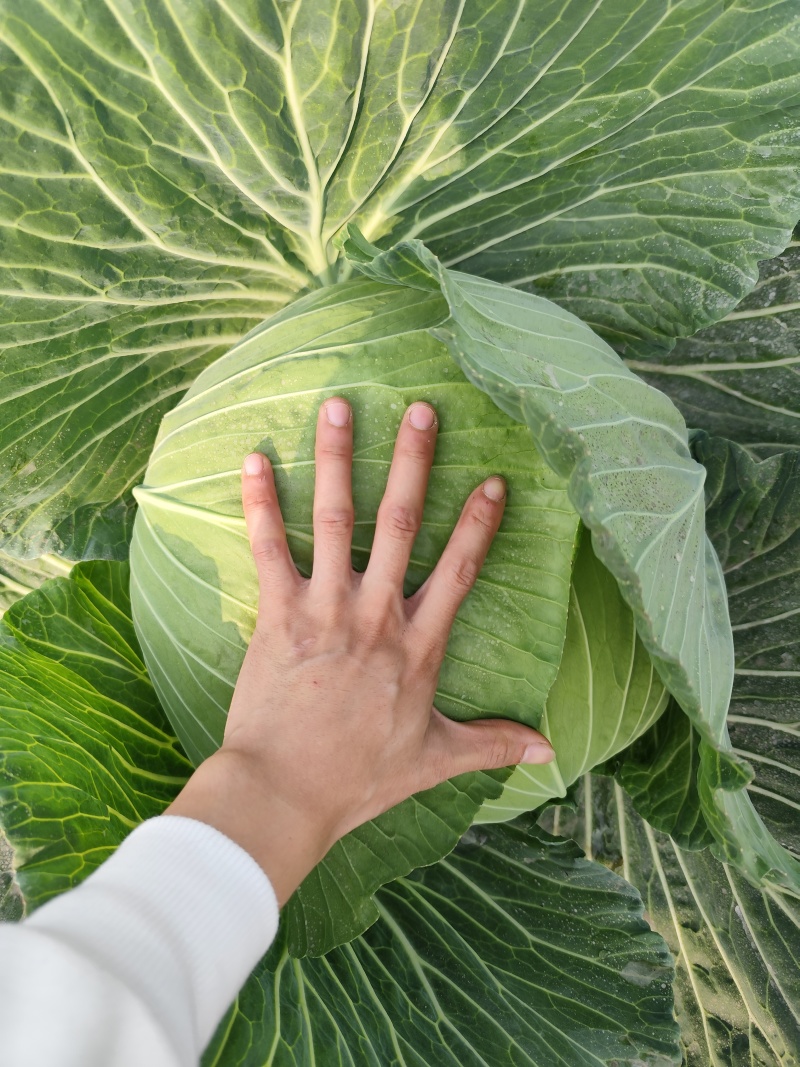 本地包菜大量上市