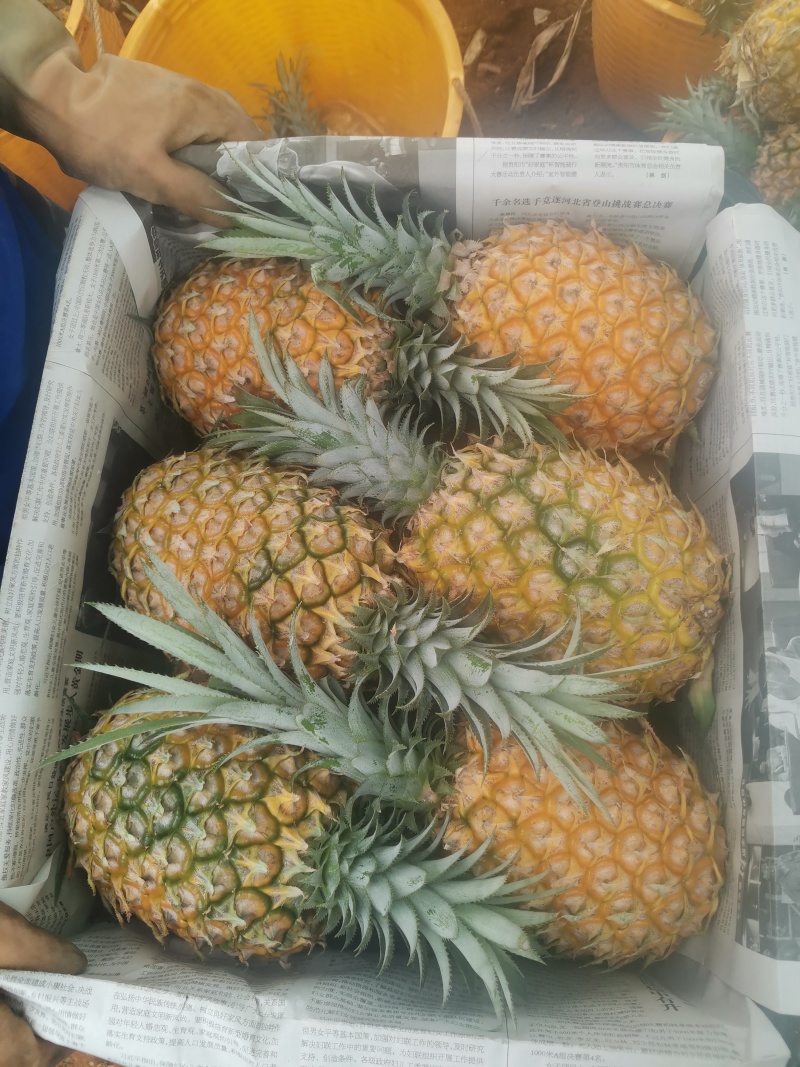 海南菠萝/菠萝/香水菠萝/菠萝批发/菠萝价格/新鲜菠萝