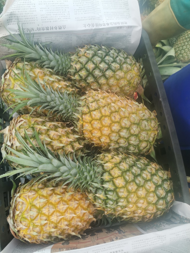 海南菠萝/菠萝/香水菠萝/菠萝批发/菠萝价格/新鲜菠萝