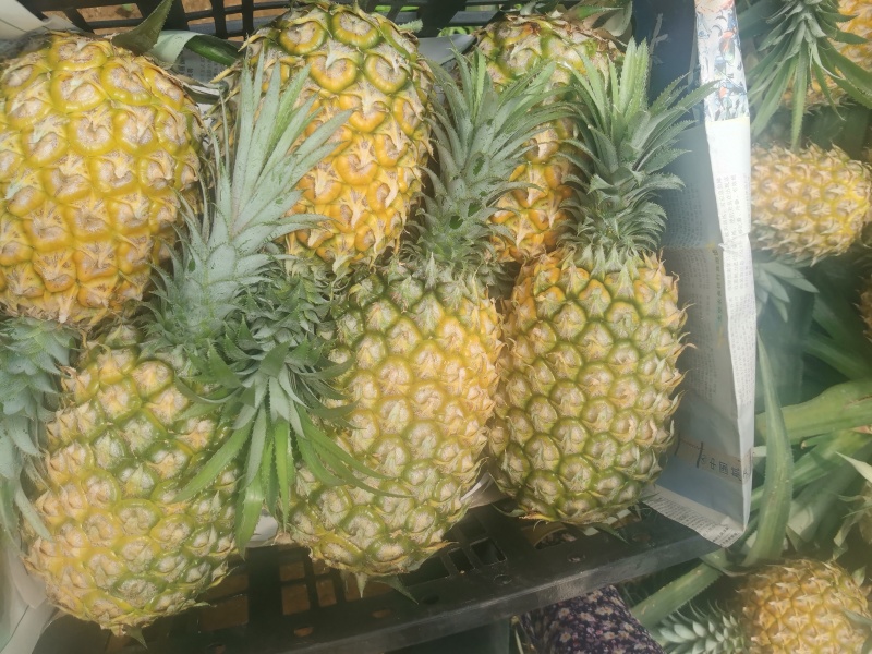 海南菠萝/菠萝/香水菠萝/菠萝批发/菠萝价格/新鲜菠萝