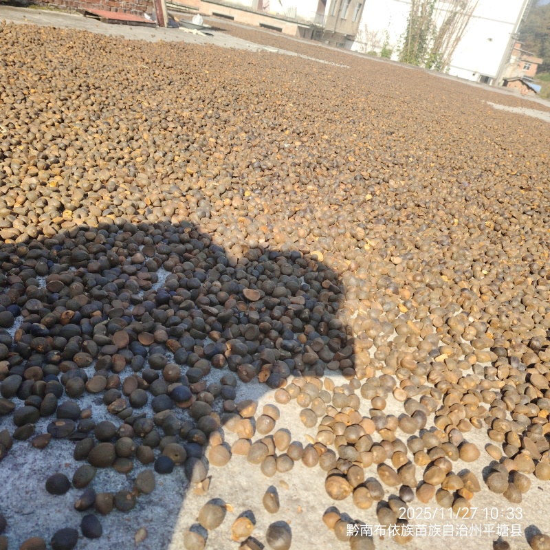 25年新油茶霜降籽无杂质出油率高原产地发货质量保障