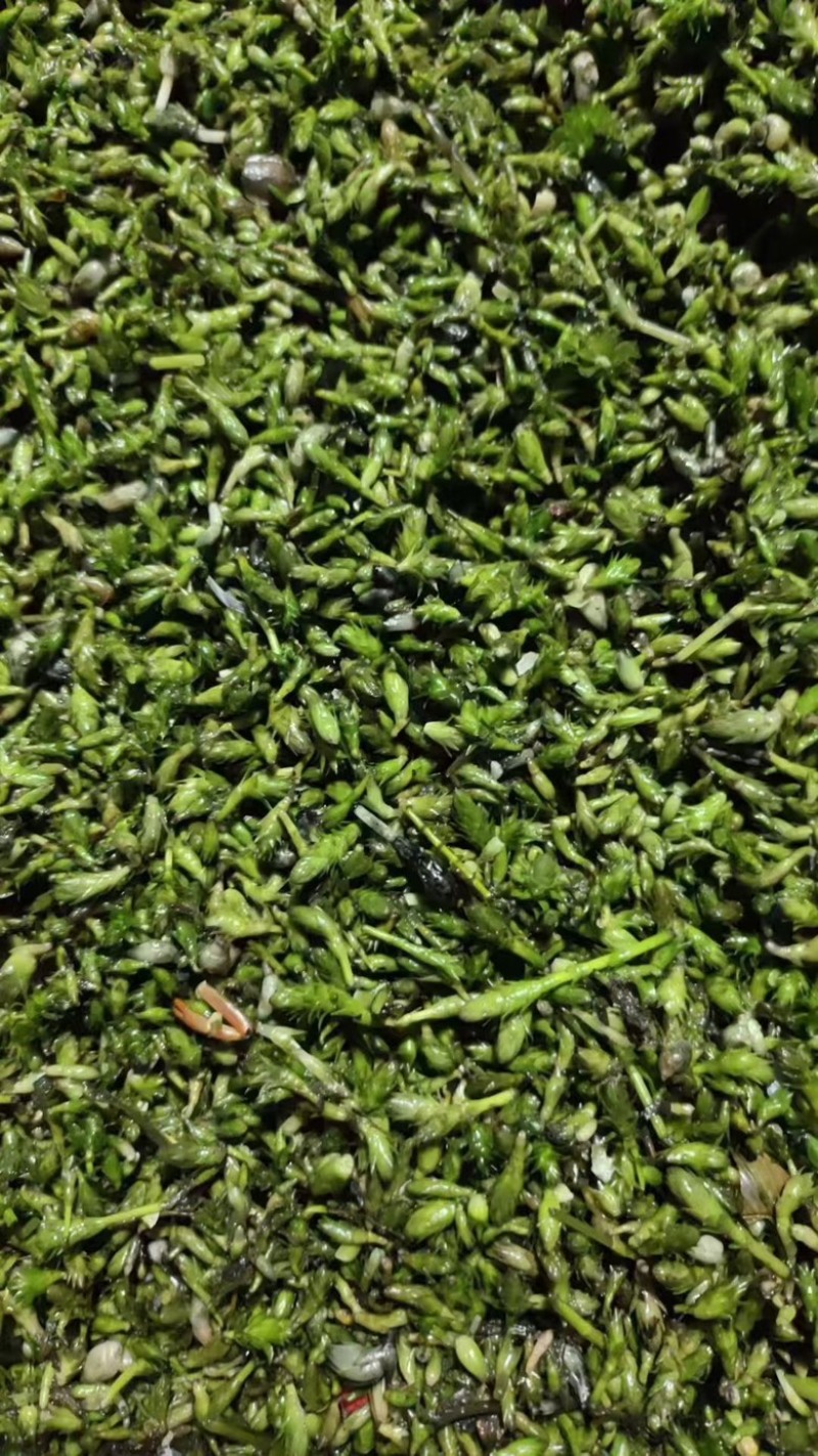 轮叶黑藻芽孢以上市，大量预售中