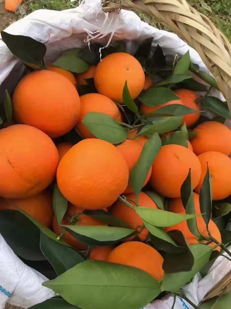 精选湖北秭归圆红口感纯甜化渣产地直发一手货源