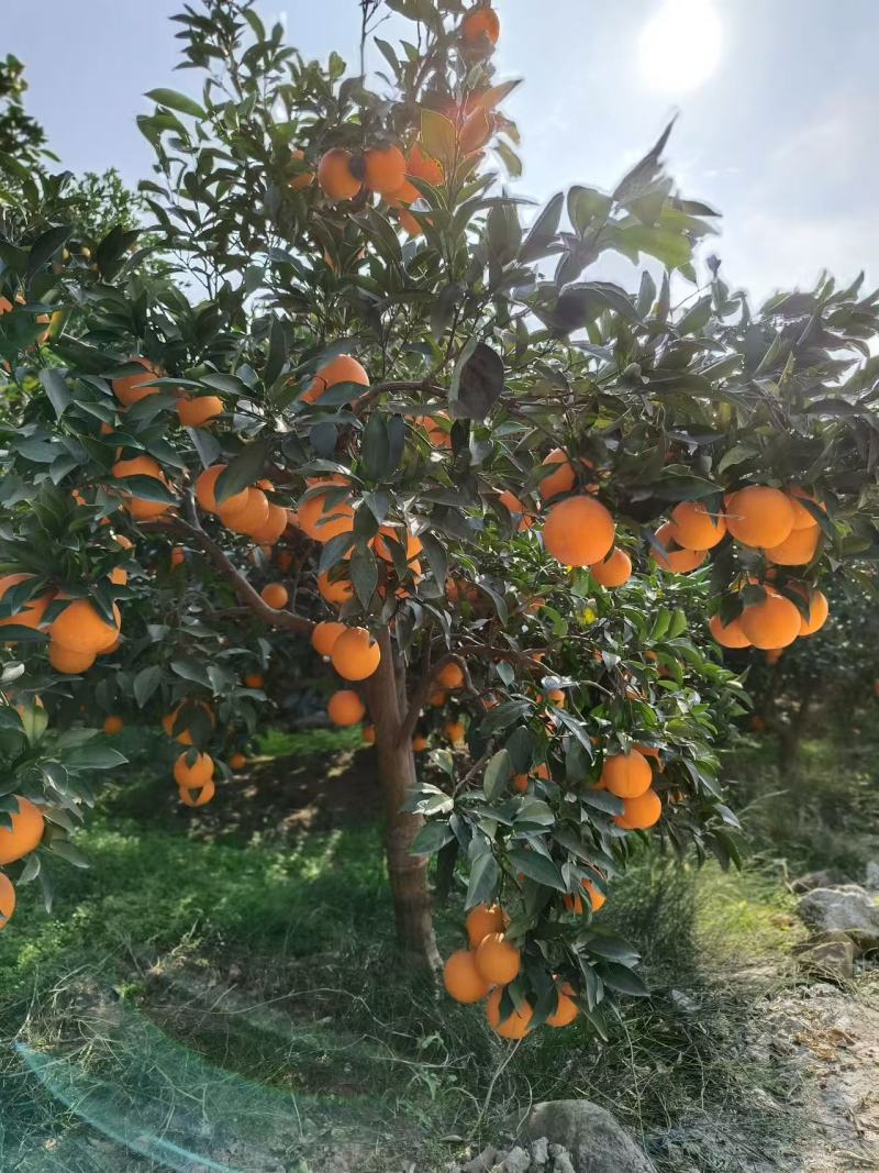 精选湖北秭归圆红口感纯甜化渣产地直发一手货源