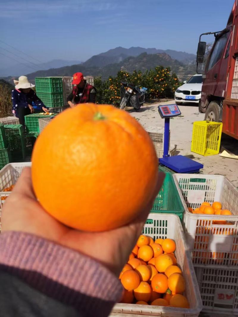 精选湖北秭归圆红口感纯甜化渣产地直发一手货源