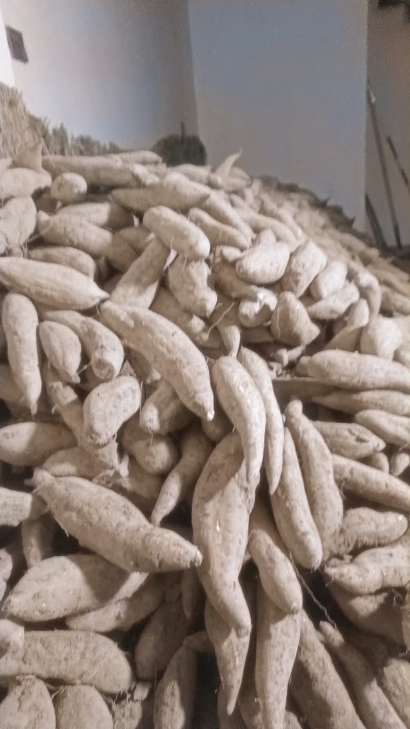 红皮哈密