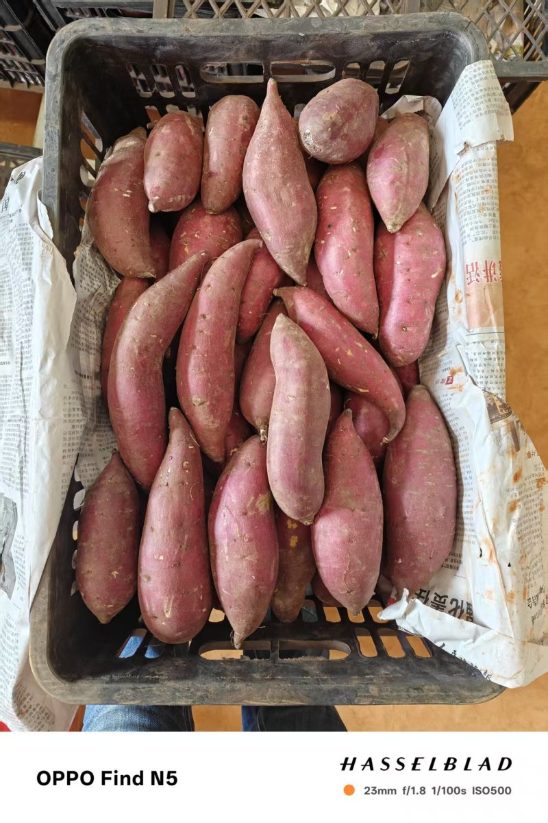 榴莲蜜薯