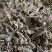 小青草六角英孩儿草货品均实物拍摄