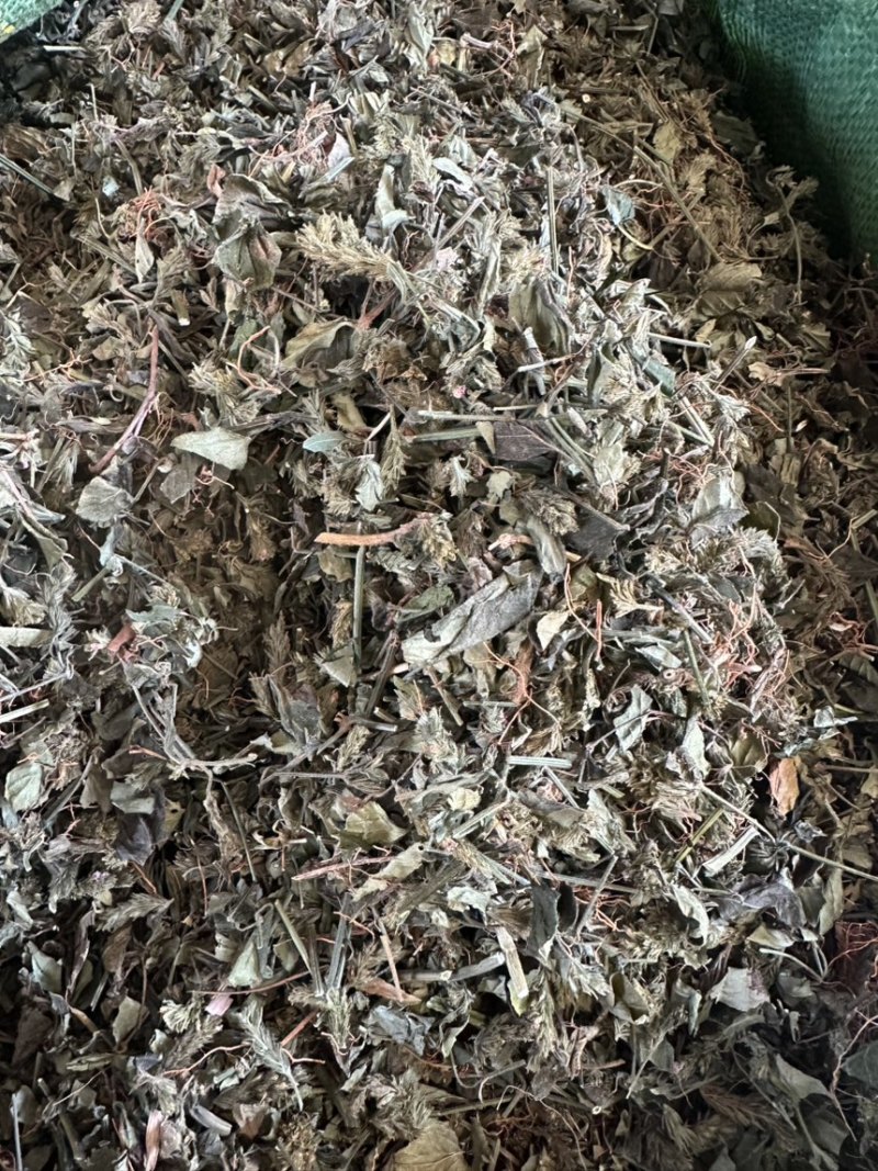 小青草六角英孩儿草货品均实物拍摄